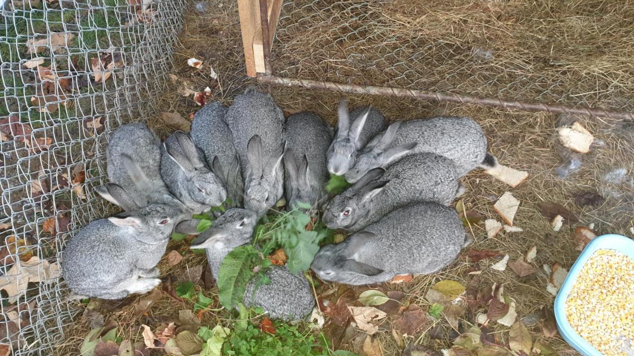 Pensiunea Agroturistica Cerna, Vaideeni, Valcea Buitenkant foto
